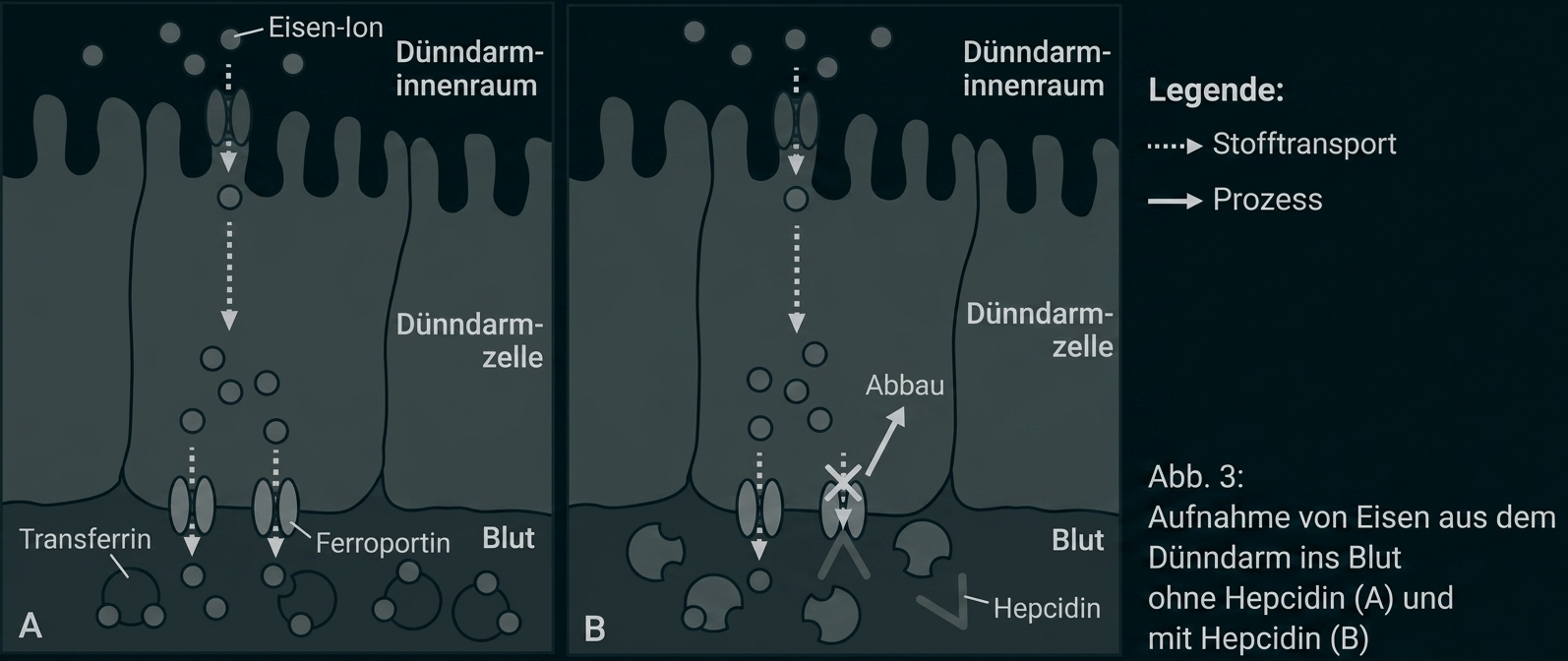 Eisenaufnahme im Dünndarm mit und ohne Hepcidin dargestellt.